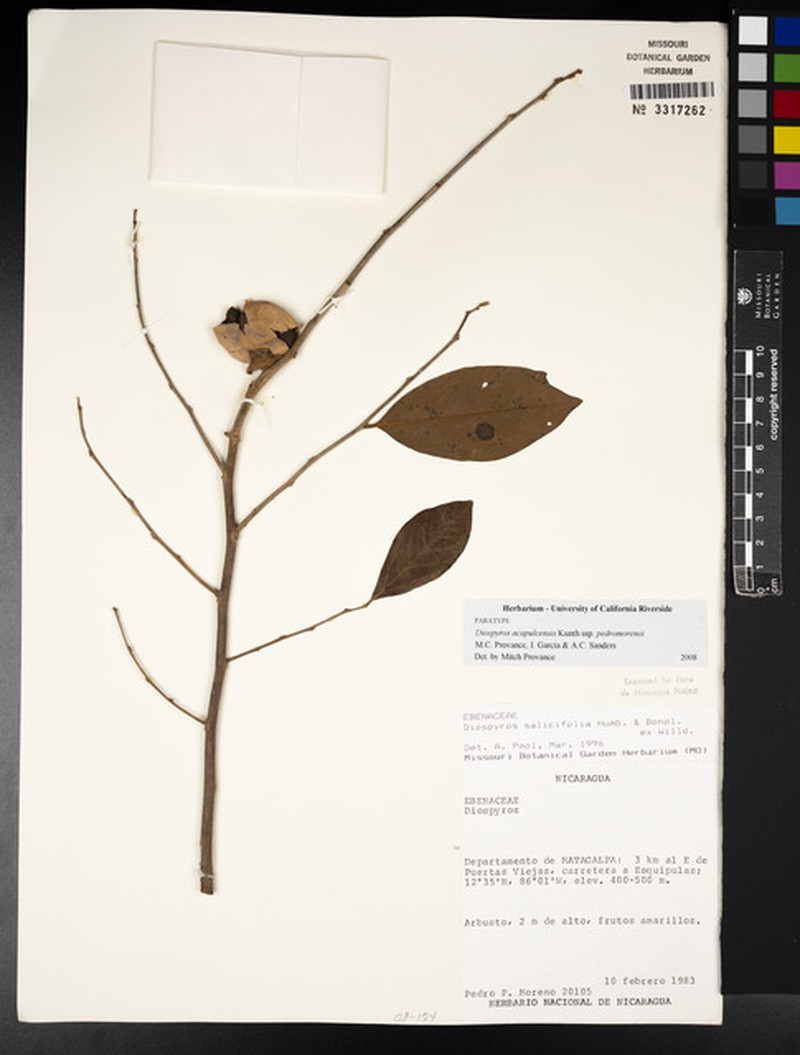 Diospyros acapulcensis subsp. pedromorenoi photo 7