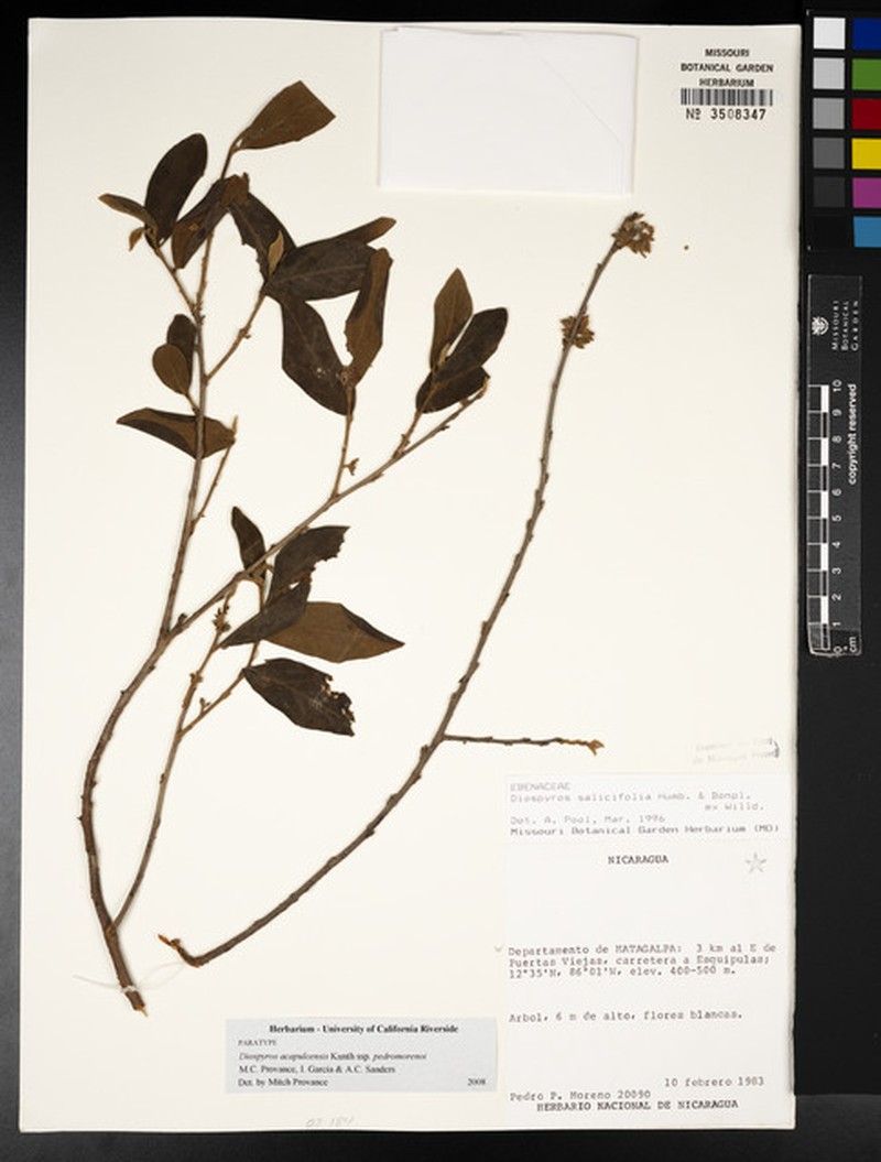 Diospyros acapulcensis subsp. pedromorenoi photo 8