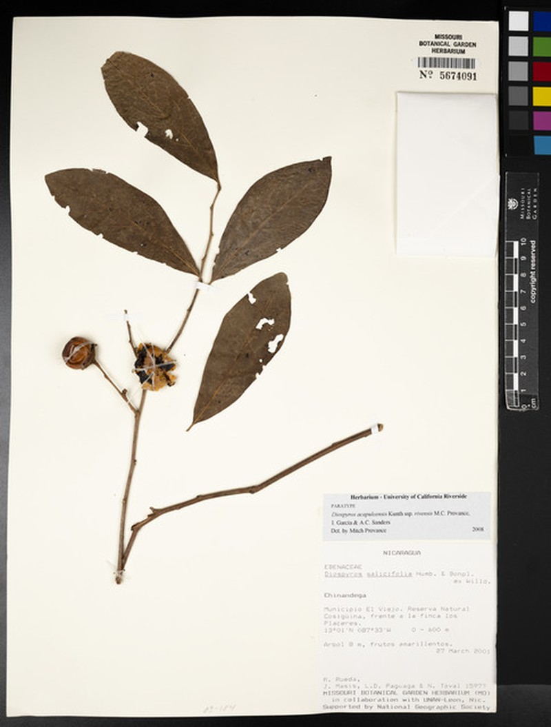 Diospyros acapulcensis subsp. rivensis