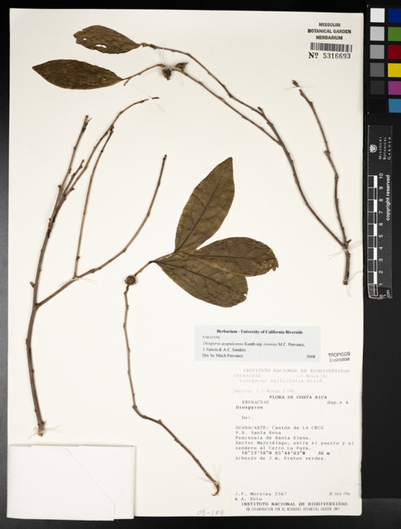 Diospyros acapulcensis subsp. rivensis photo 2
