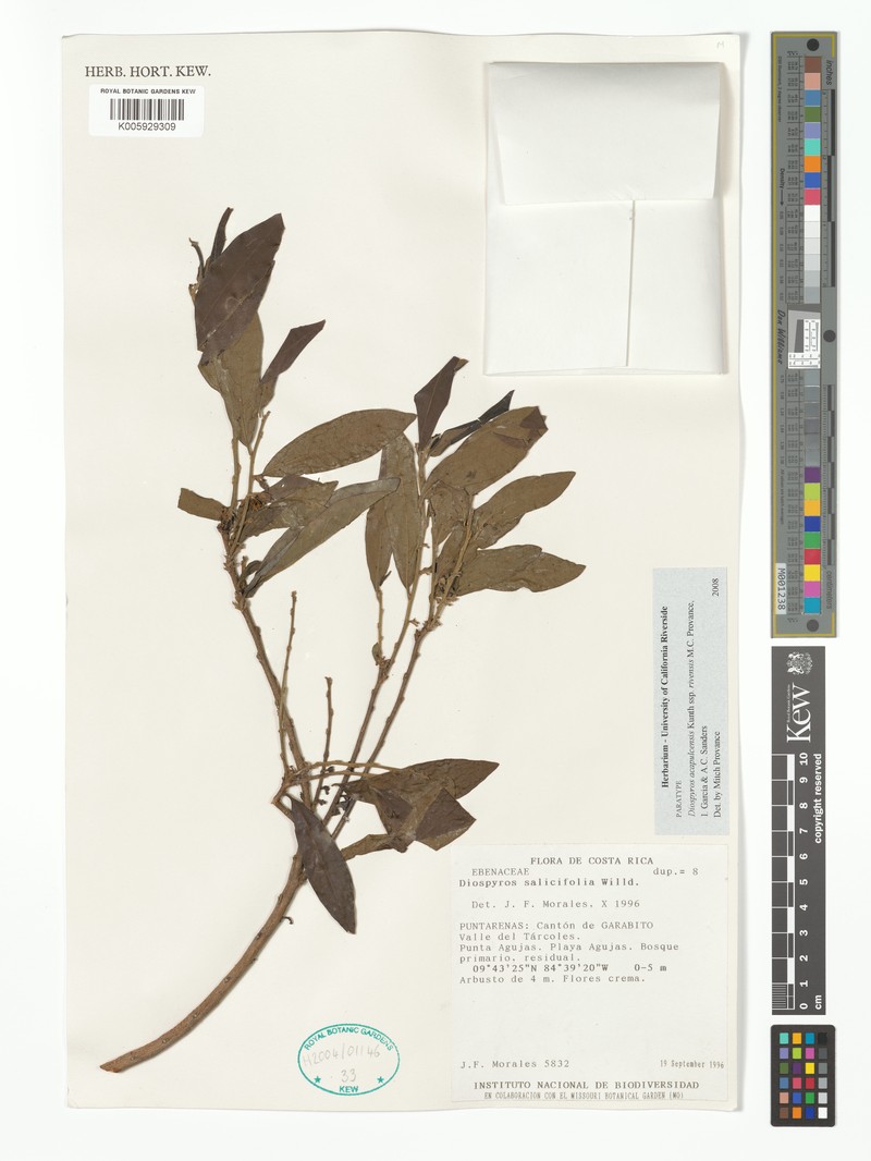 Diospyros acapulcensis subsp. rivensis photo 3