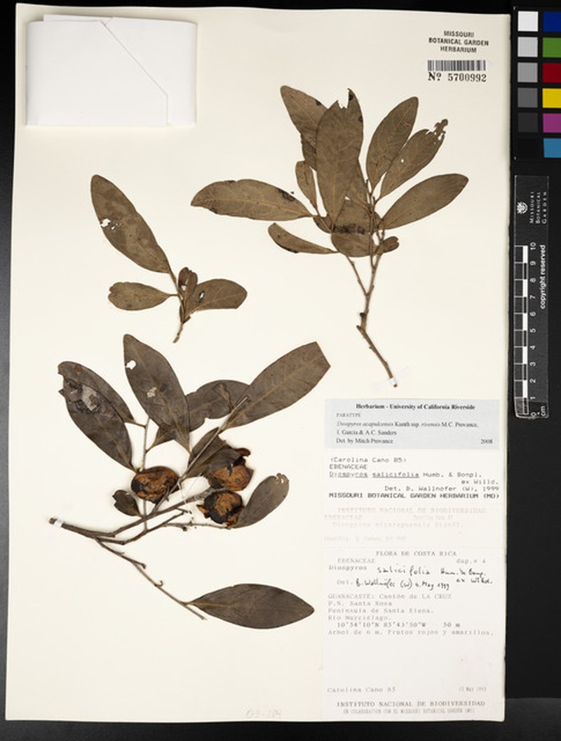 Diospyros acapulcensis subsp. rivensis photo 4
