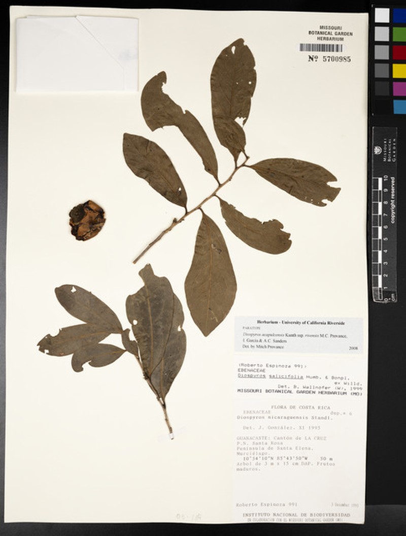 Diospyros acapulcensis subsp. rivensis photo 5