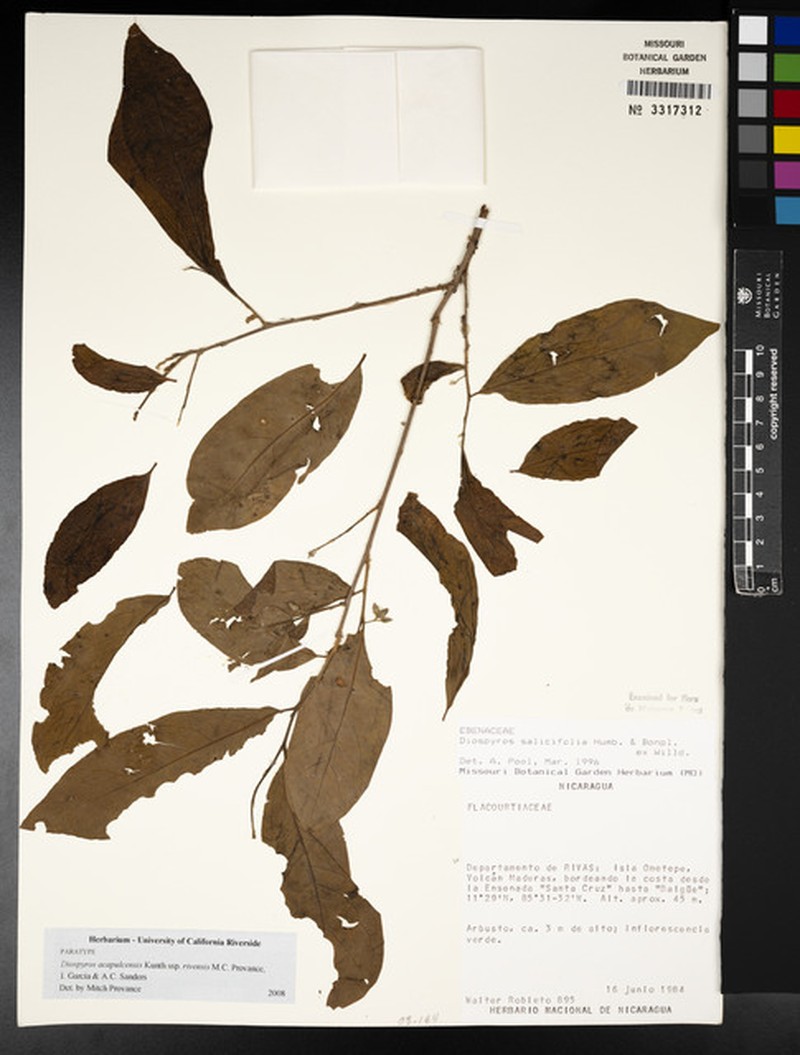 Diospyros acapulcensis subsp. rivensis photo 6