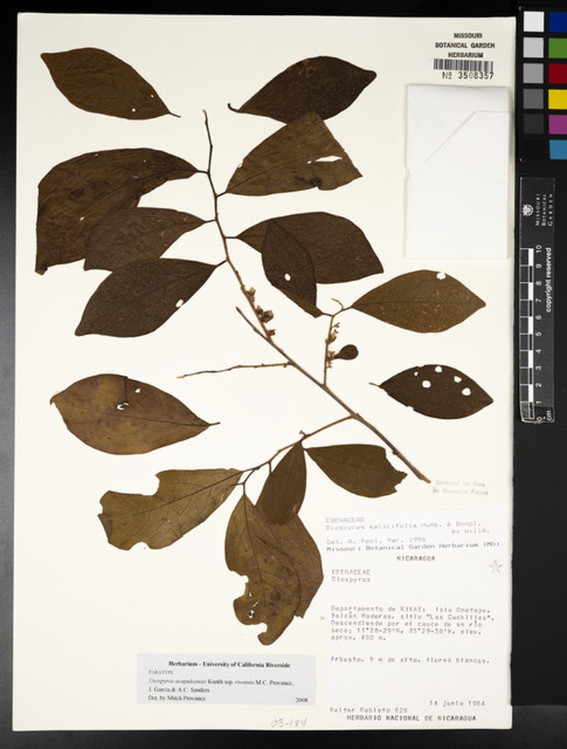 Diospyros acapulcensis subsp. rivensis photo 7