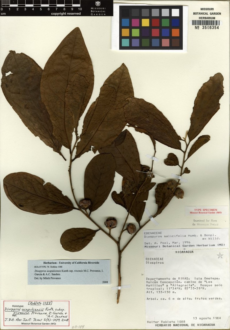 Diospyros acapulcensis subsp. rivensis photo 8