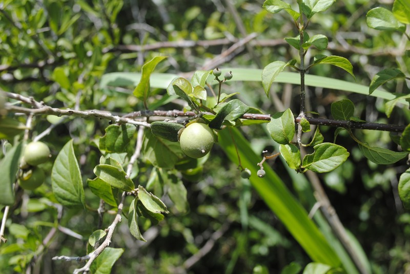 Diospyros acapulcensis subsp. verae-crucis photo 2
