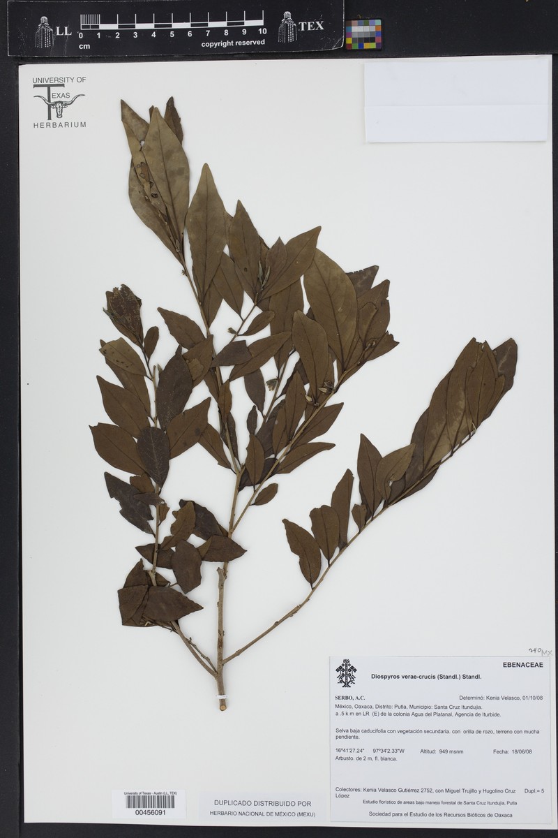 Diospyros acapulcensis subsp. verae-crucis photo 3