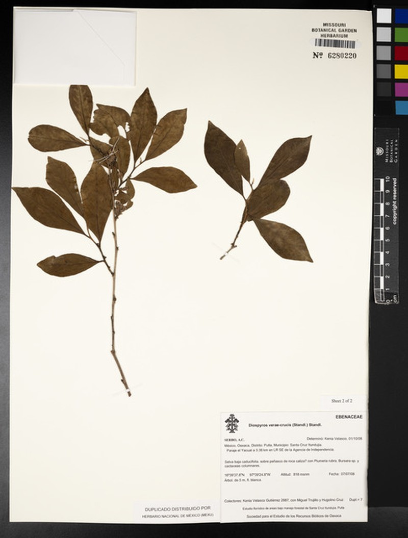 Diospyros acapulcensis subsp. verae-crucis photo 4