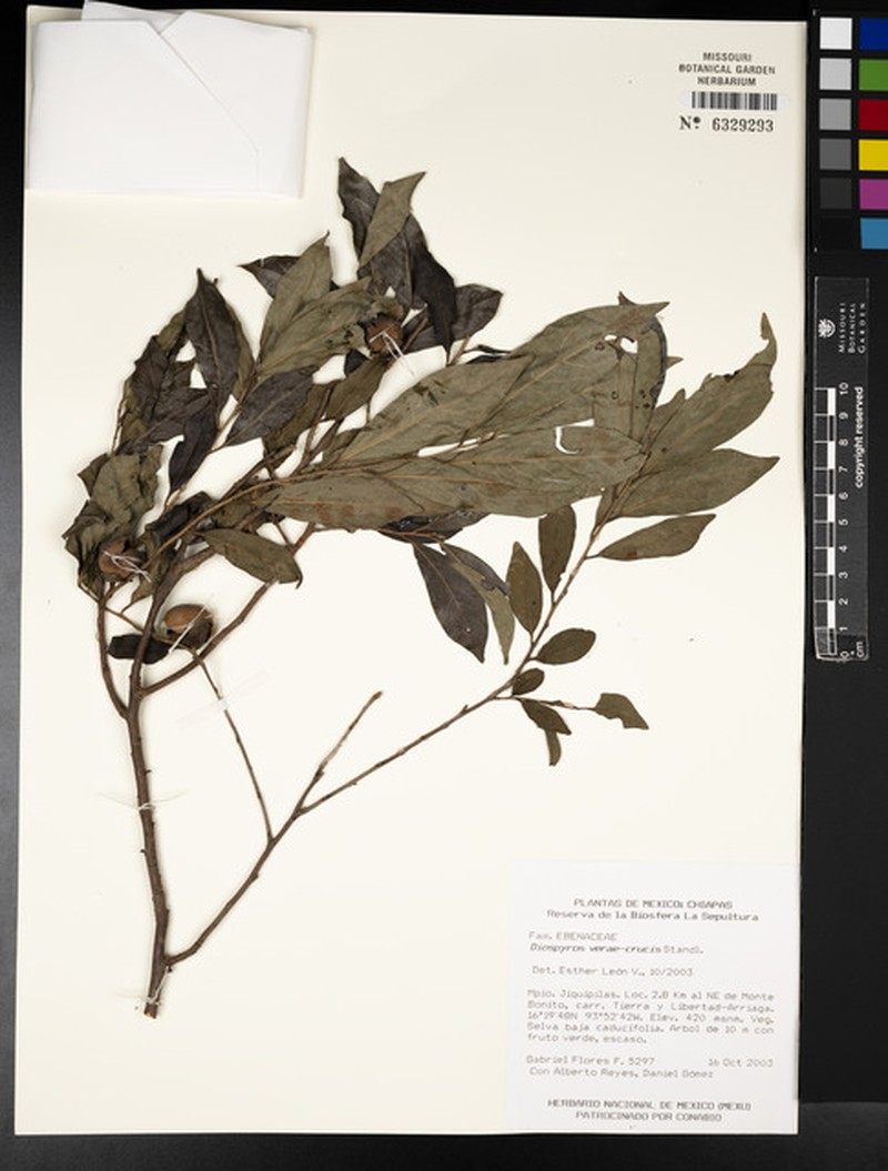 Diospyros acapulcensis subsp. verae-crucis photo 5