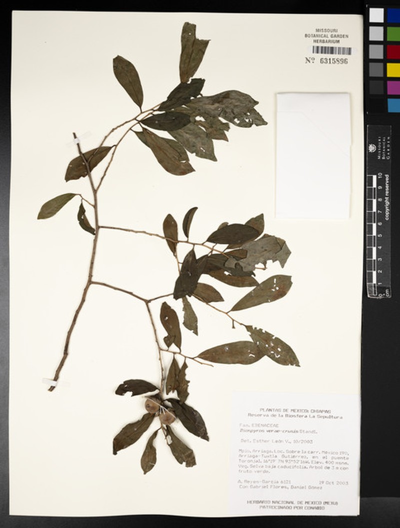 Diospyros acapulcensis subsp. verae-crucis photo 6