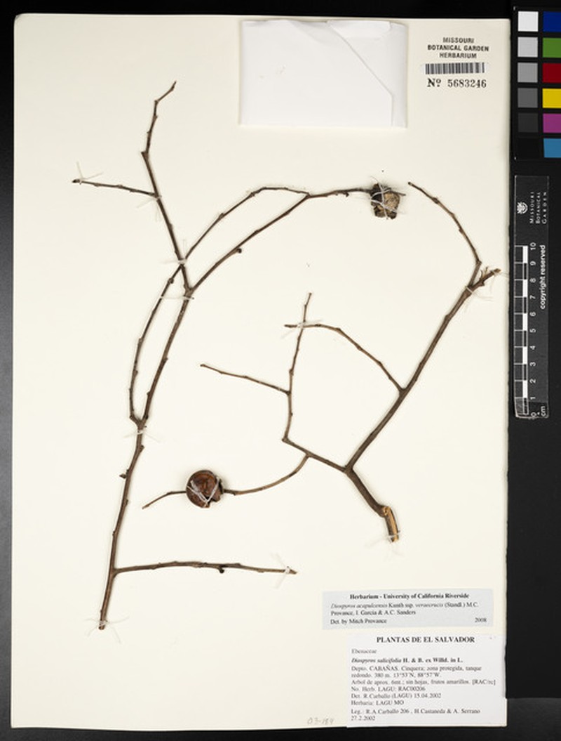 Diospyros acapulcensis subsp. verae-crucis photo 7