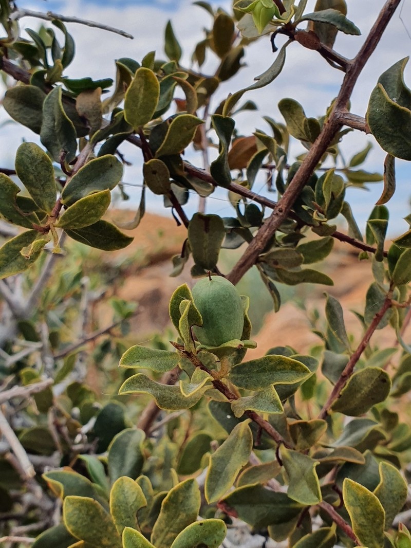 Diospyros acocksii