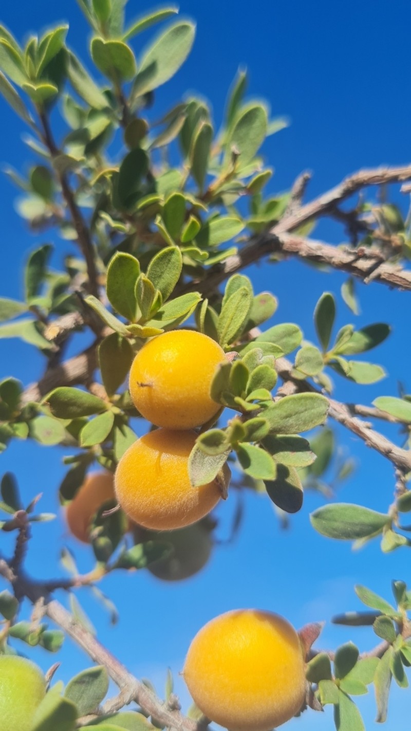 Diospyros acocksii photo 3