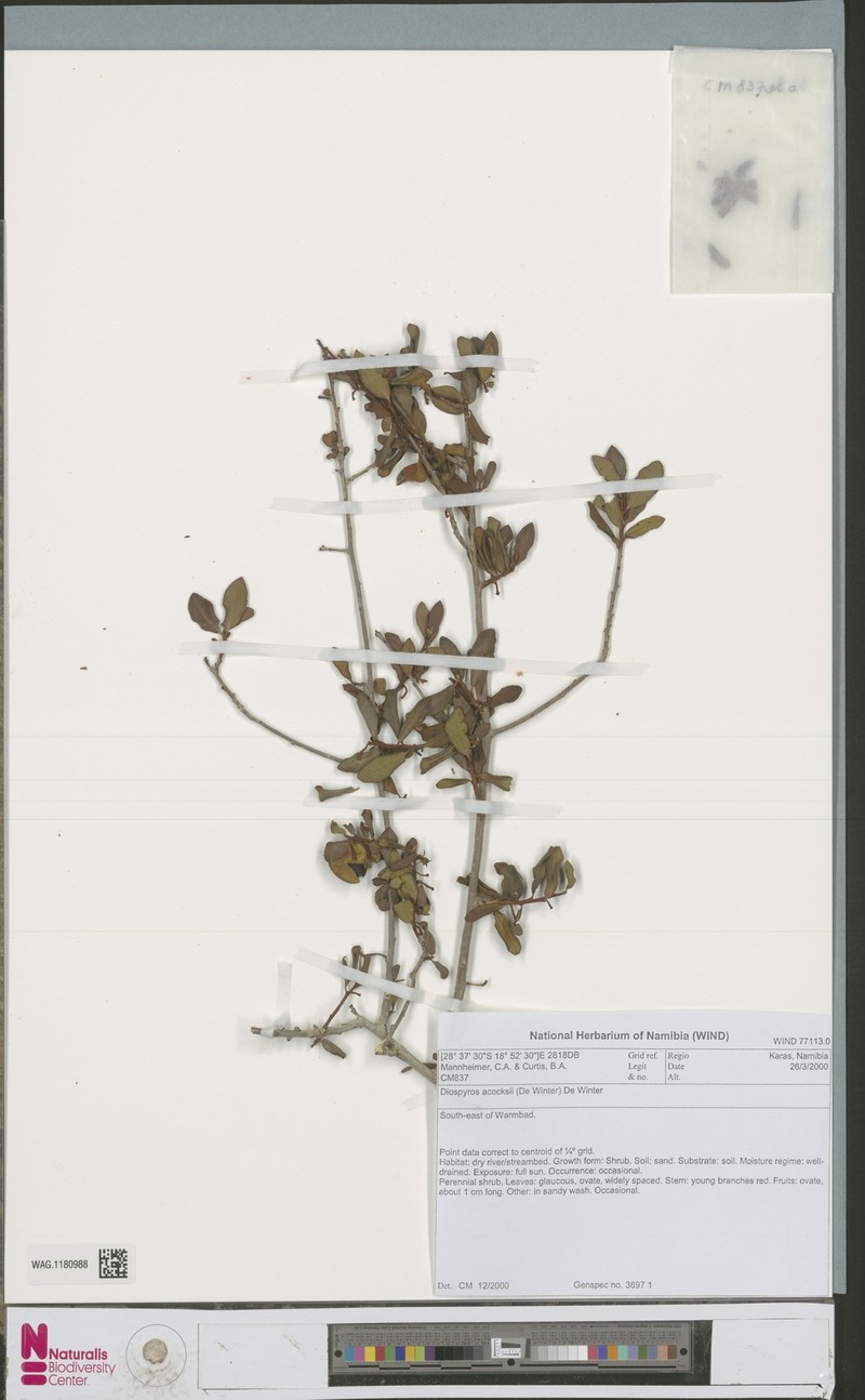 Diospyros acocksii photo 4