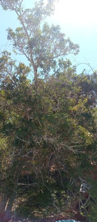 Diospyros aculeata