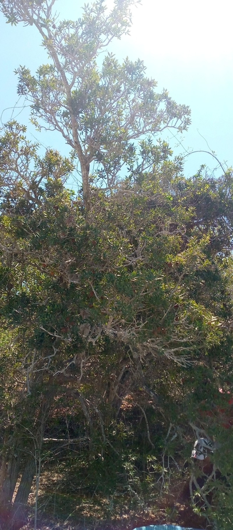Diospyros aculeata