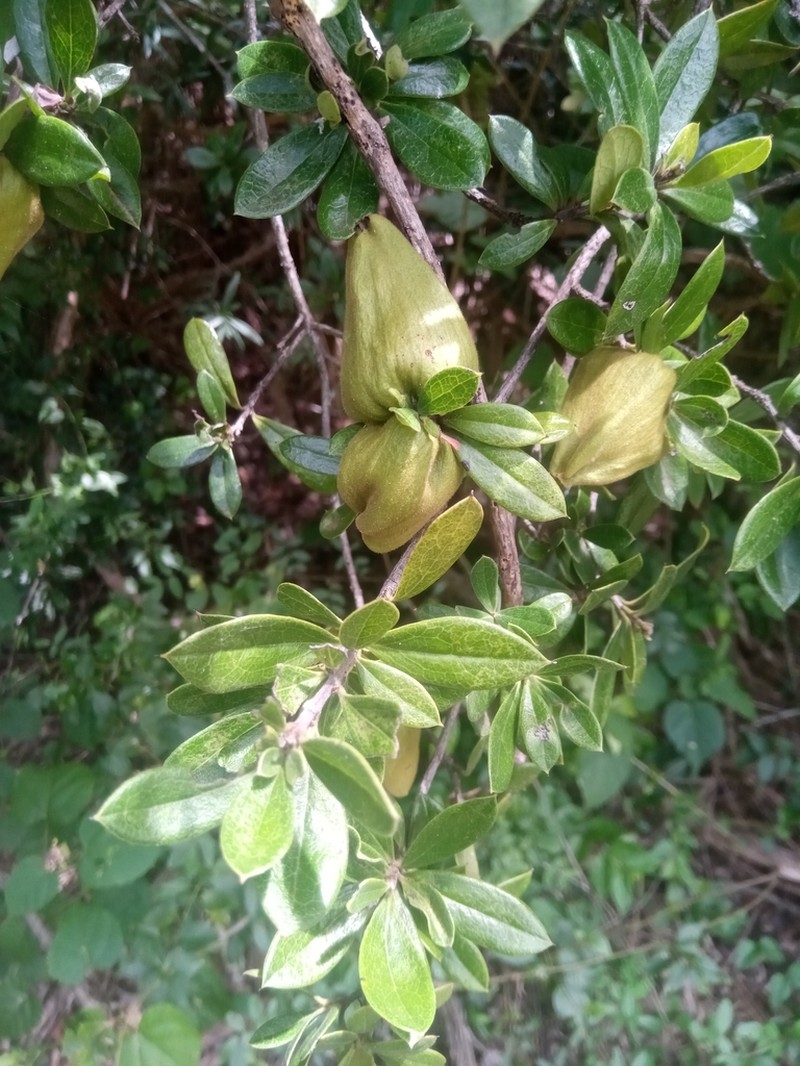 Diospyros aculeata photo 2