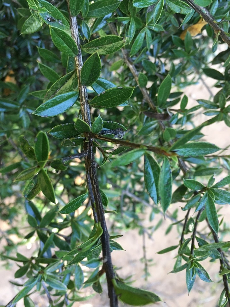 Diospyros aculeata photo 3