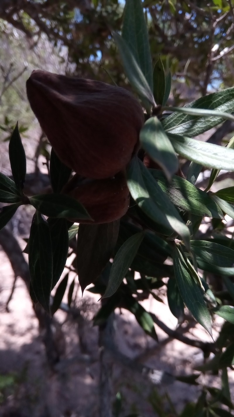 Diospyros aculeata photo 4