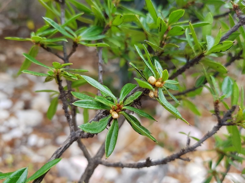 Diospyros aculeata photo 5