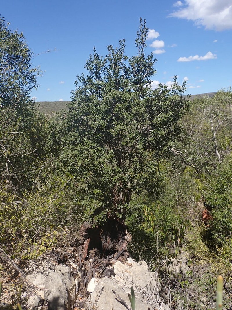 Diospyros aculeata photo 6