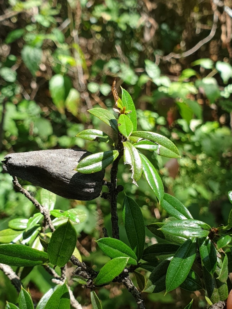 Diospyros aculeata photo 7