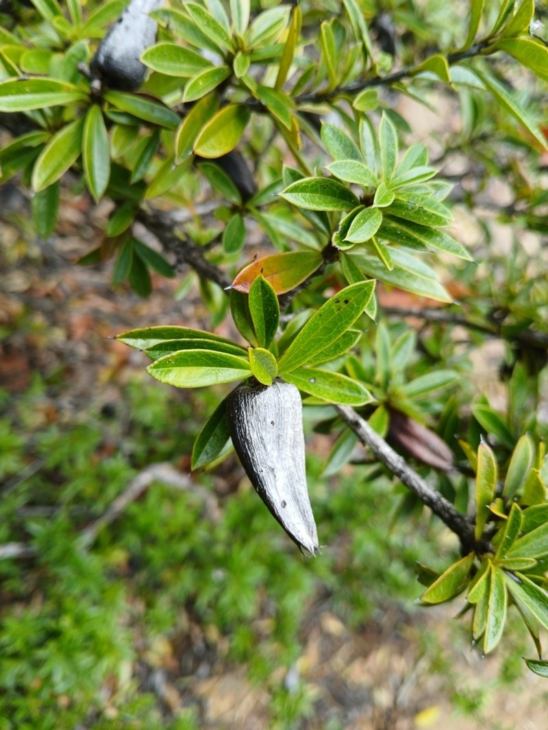Diospyros aculeata photo 8