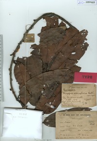 Diospyros adenophora