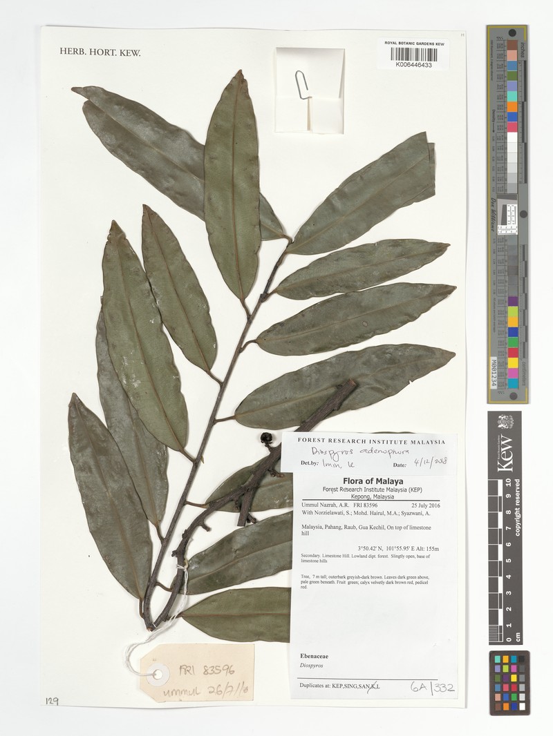 Diospyros adenophora photo 2