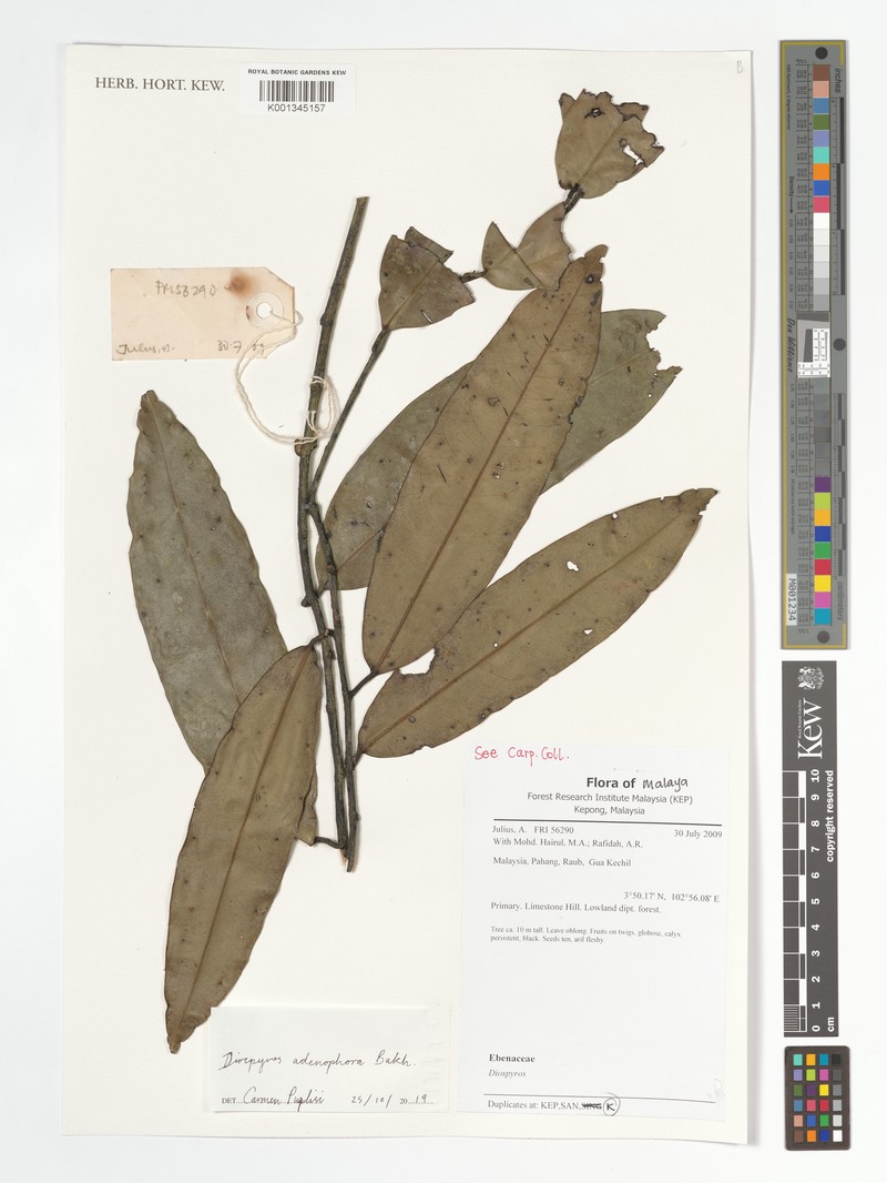 Diospyros adenophora photo 3