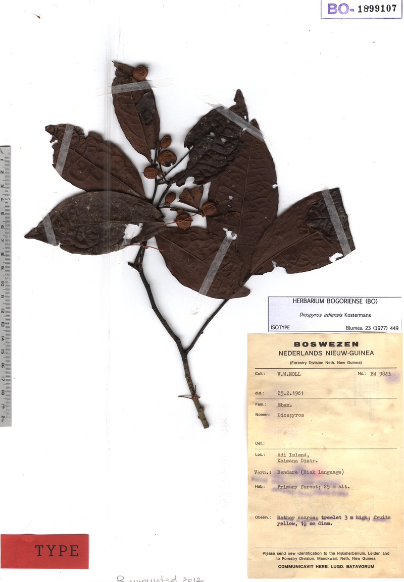 Diospyros adiensis