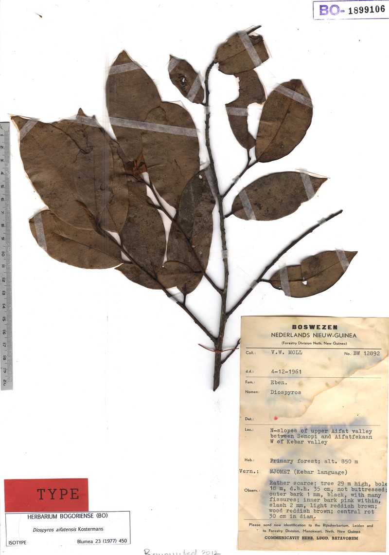Diospyros adiensis photo 2