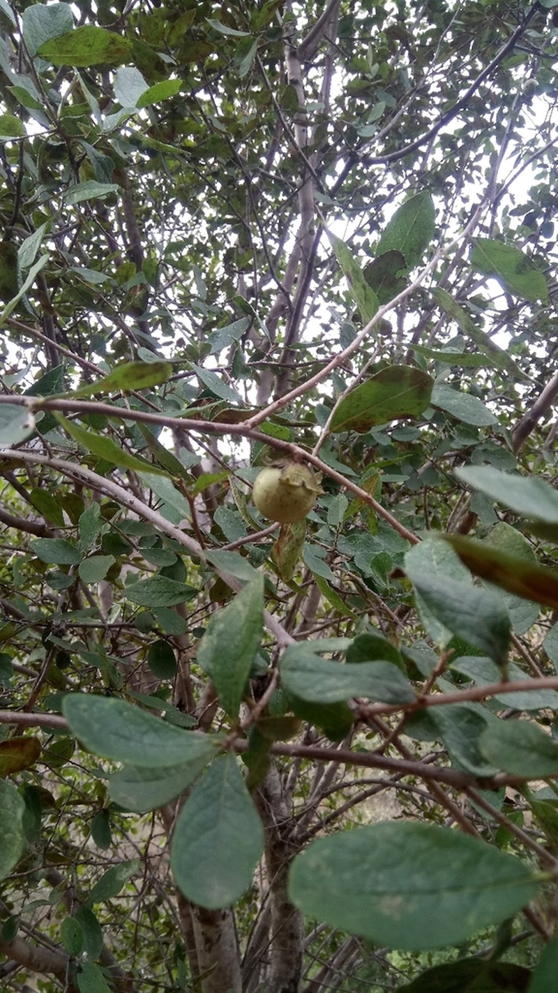Diospyros aequoris