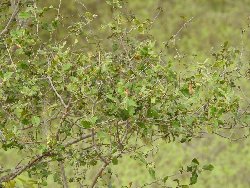 Diospyros aequoris photo 2