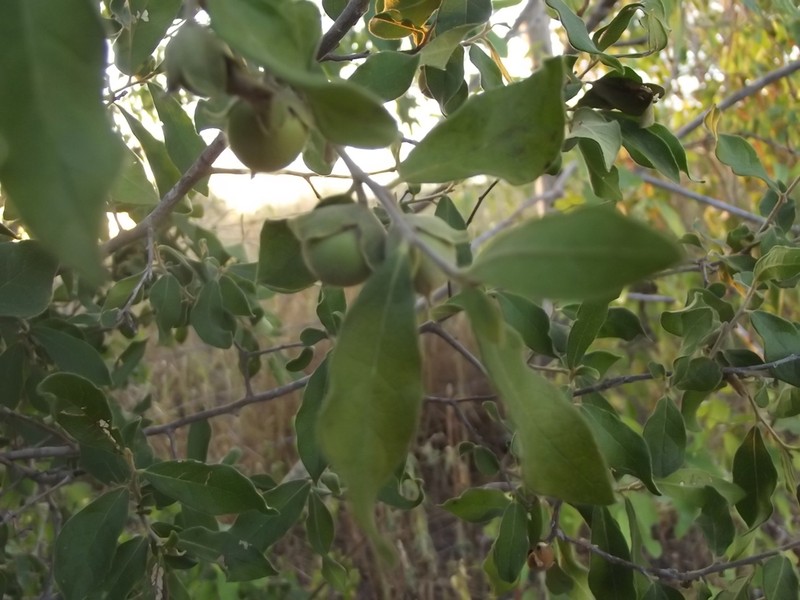 Diospyros aequoris photo 3