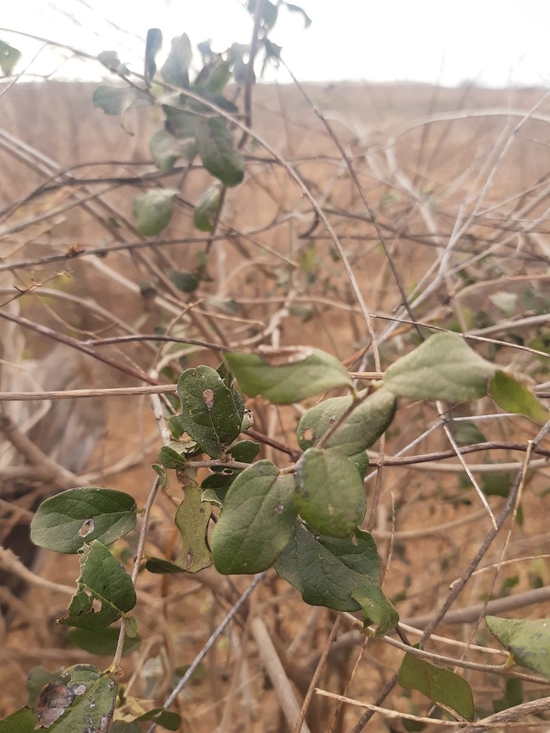 Diospyros aequoris photo 4