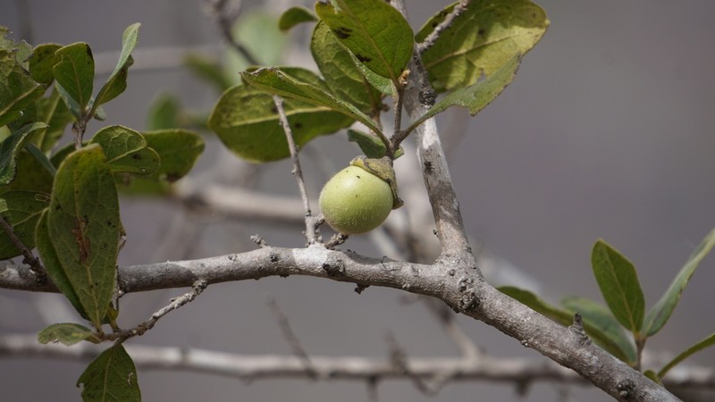 Diospyros aequoris photo 5