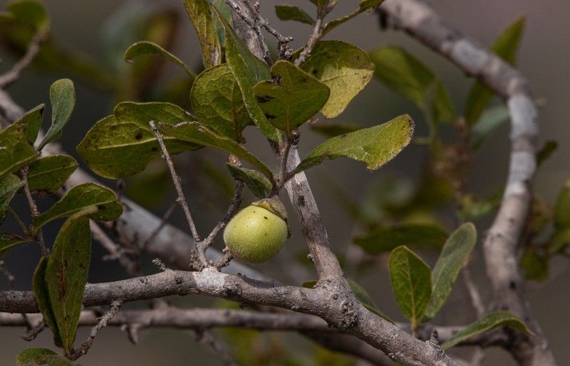 Diospyros aequoris photo 6