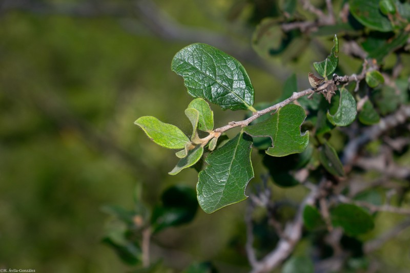 Diospyros aequoris photo 7