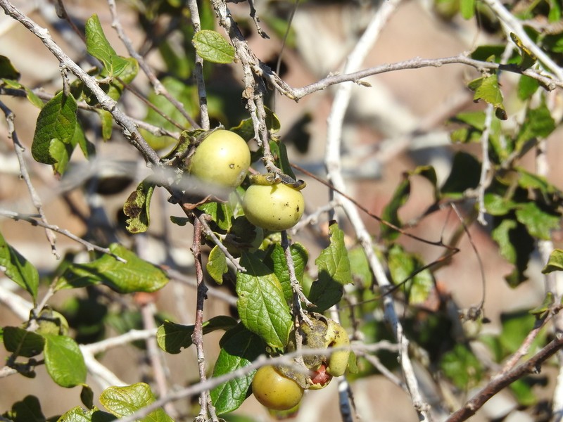 Diospyros aequoris photo 8