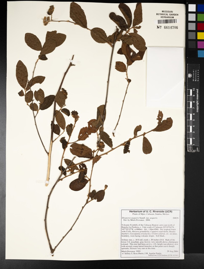Diospyros aequoris subsp. aequoris