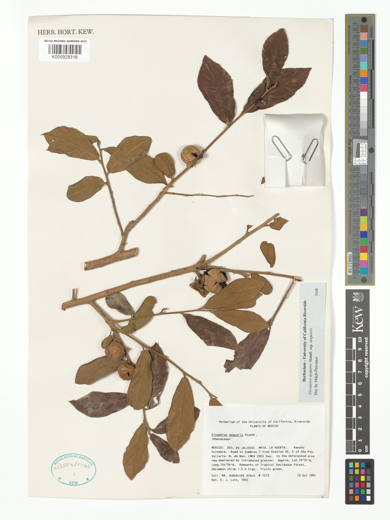 Diospyros aequoris subsp. aequoris photo 2