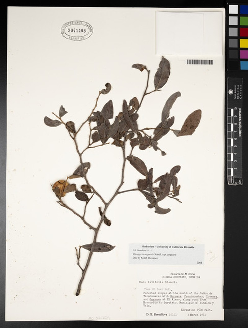 Diospyros aequoris subsp. aequoris photo 3