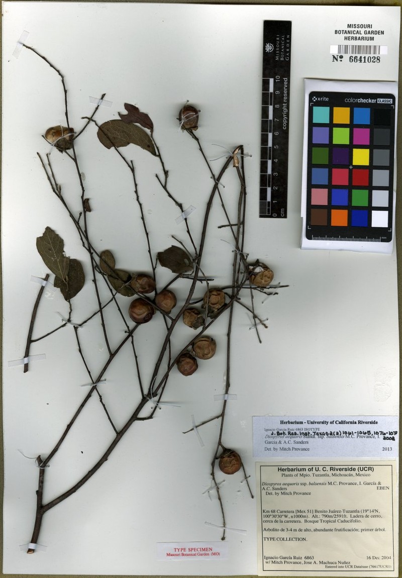 Diospyros aequoris subsp. balsensis