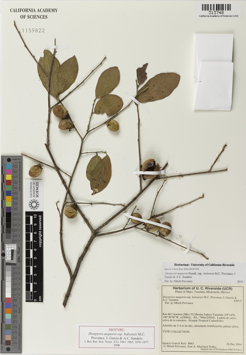 Diospyros aequoris subsp. balsensis photo 2