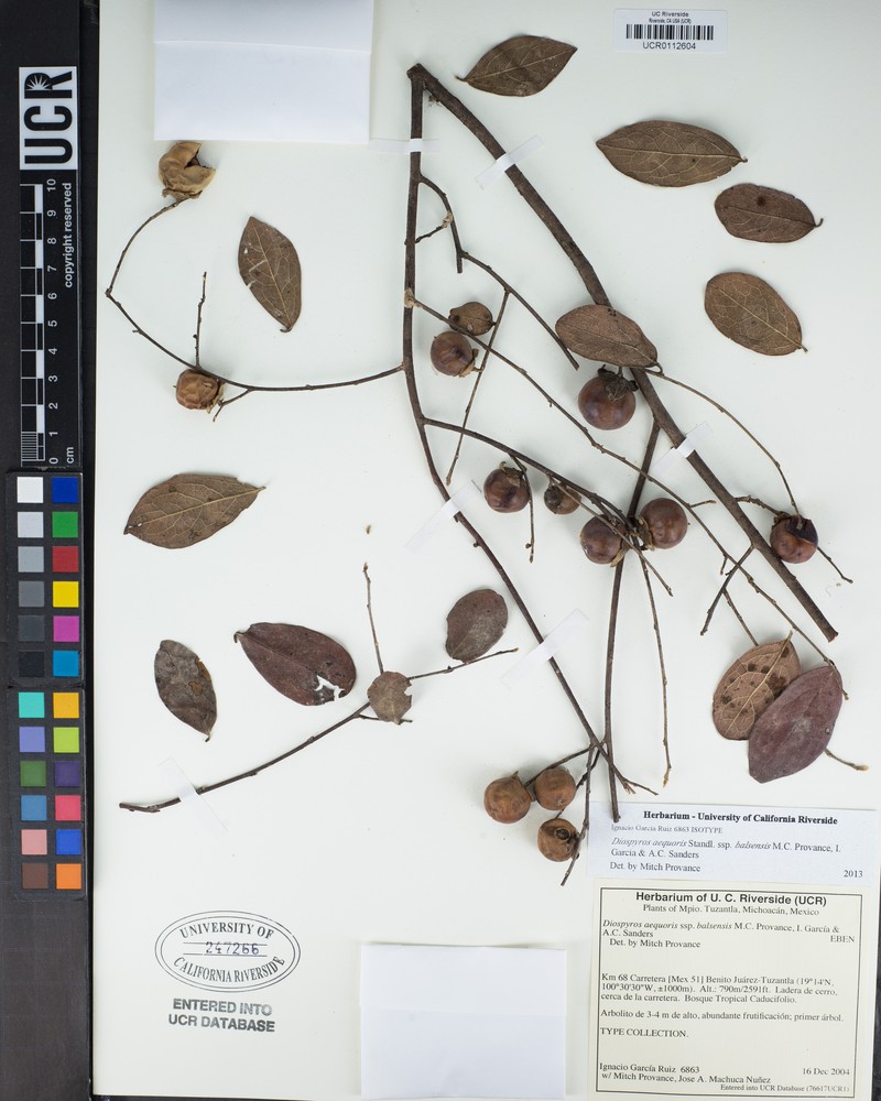 Diospyros aequoris subsp. balsensis photo 3