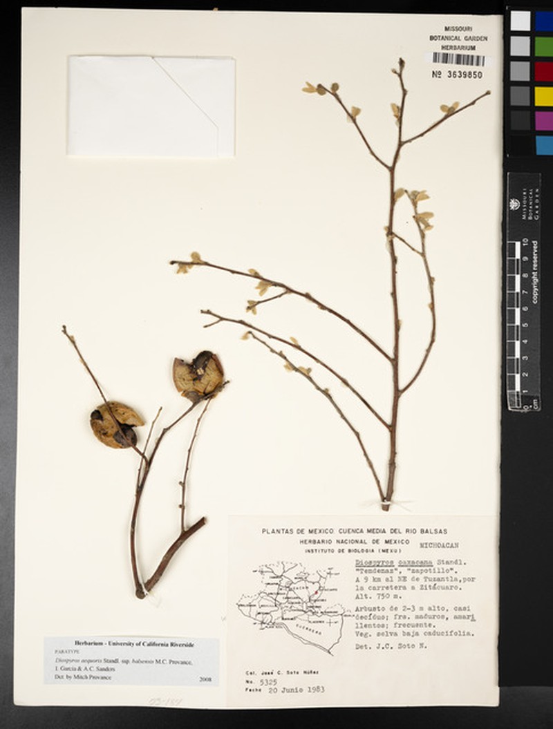 Diospyros aequoris subsp. balsensis photo 4