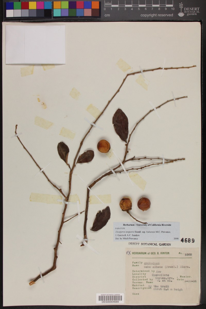 Diospyros aequoris subsp. balsensis photo 5