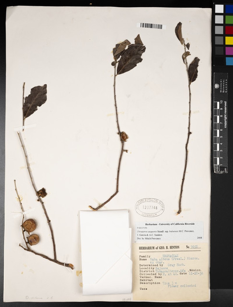Diospyros aequoris subsp. balsensis photo 6
